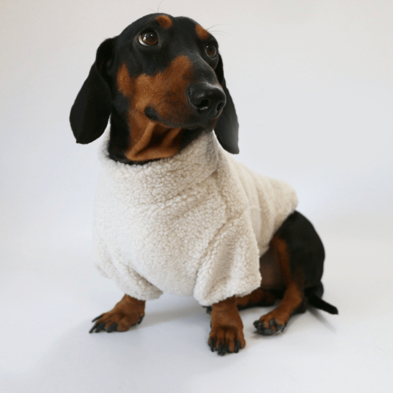 Dachshund Clothes Dog Fleece Coat Zip on the Back - PIKAPIKA