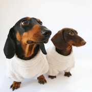 Dachshund Clothes Dog Fleece Coat Zip on the Back - PIKAPIKA