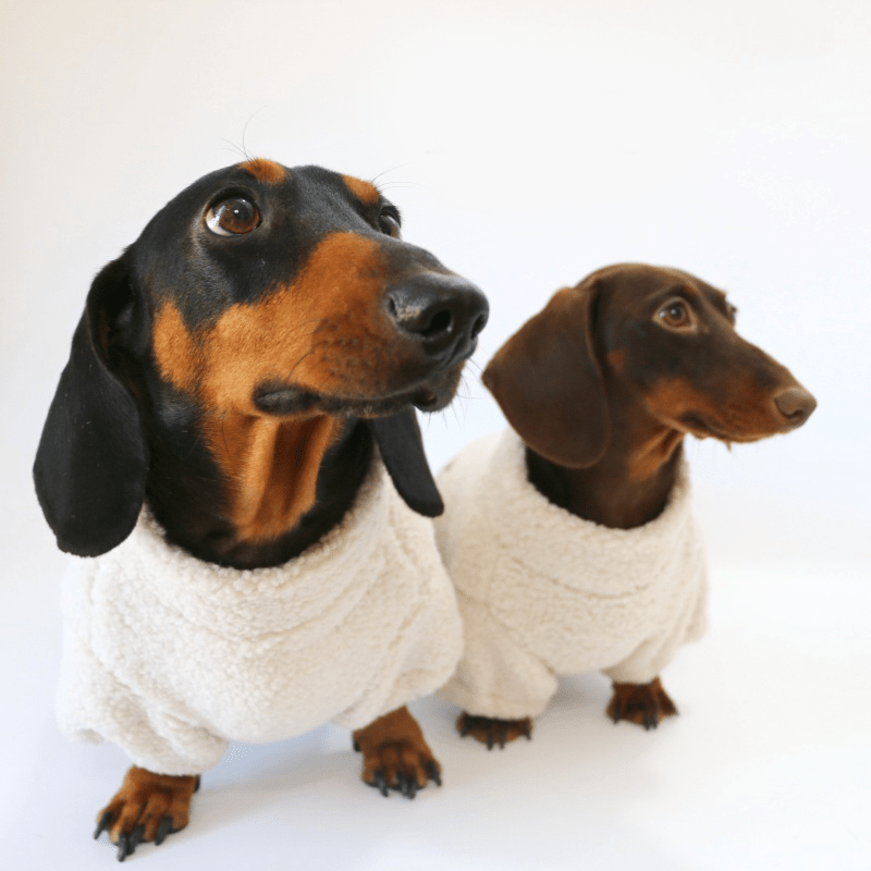 Dachshund Clothes Dog Fleece Coat Zip on the Back - PIKAPIKA