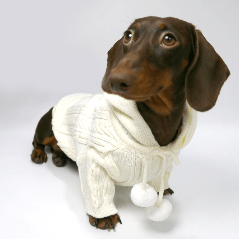 Dachshund Clothes Dog Hoodie Cable Knit Sweater - PIKAPIKA