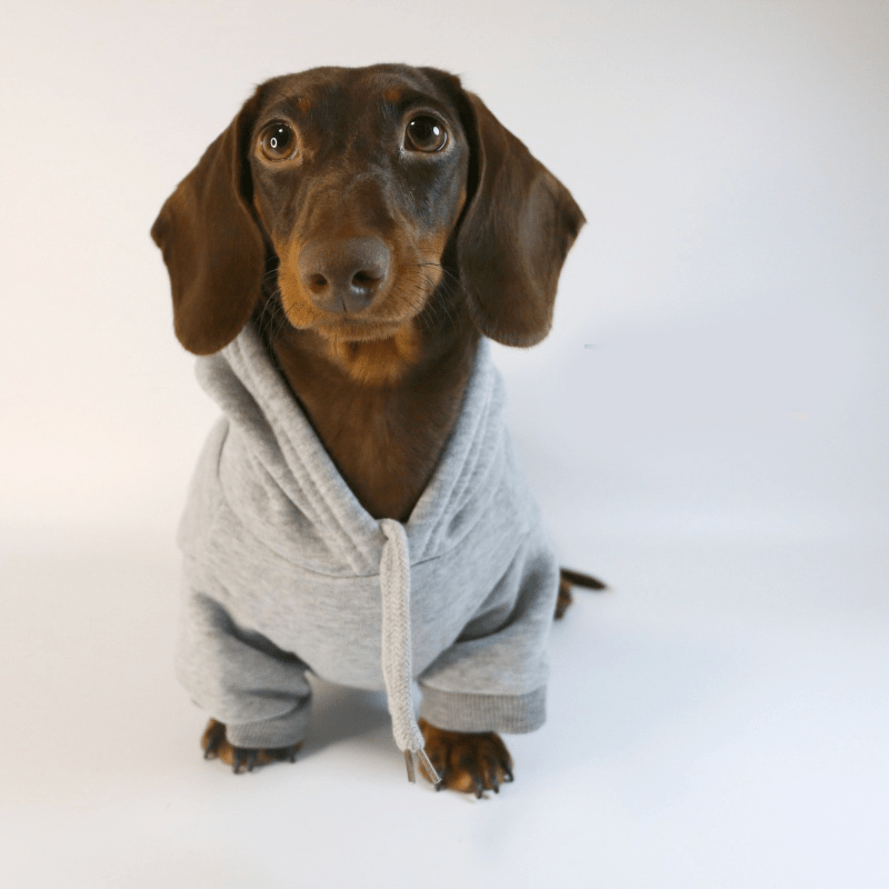 Dachshund Clothes Dog Hoodie Casual Sporty Style - PIKAPIKA