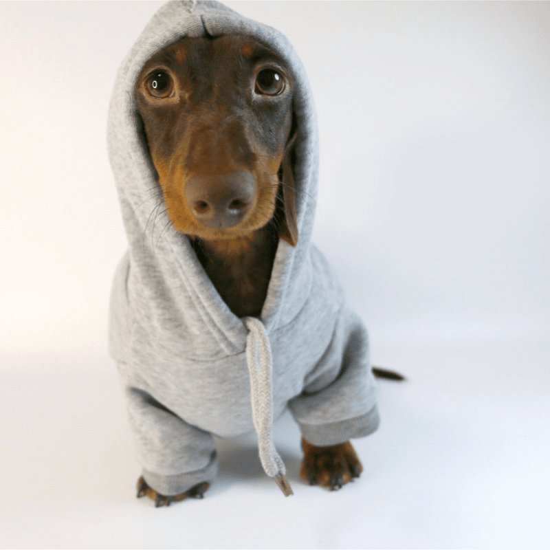 Dachshund Clothes Dog Hoodie Casual Sporty Style - PIKAPIKA