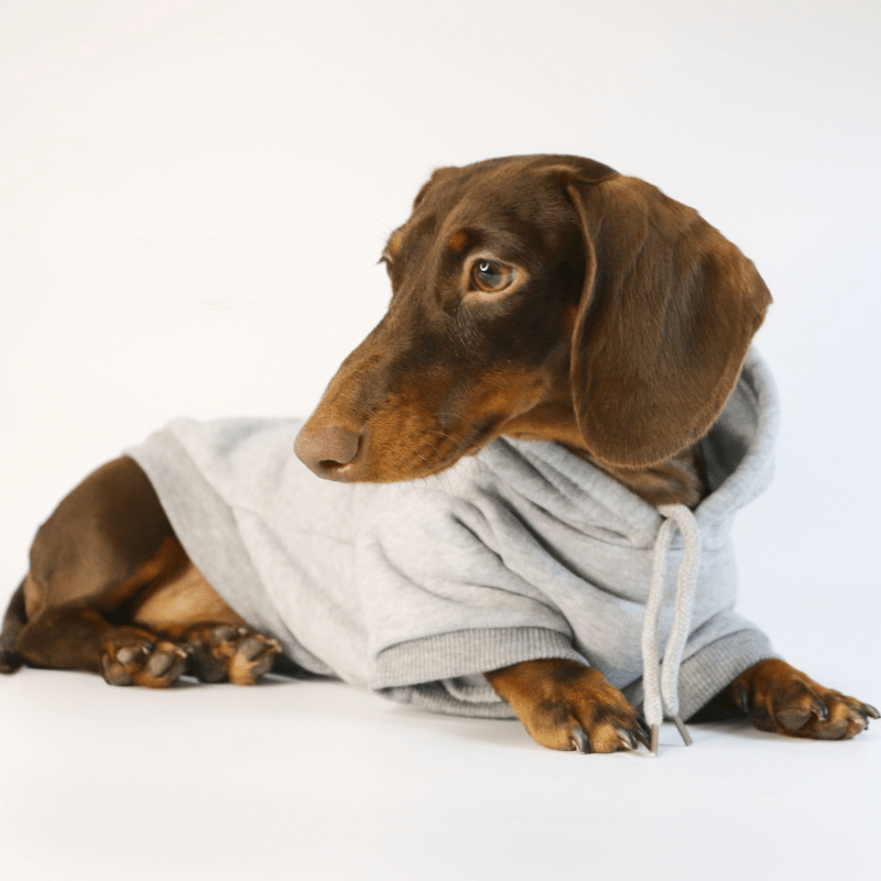 Dachshund Clothes Dog Hoodie Casual Sporty Style - PIKAPIKA