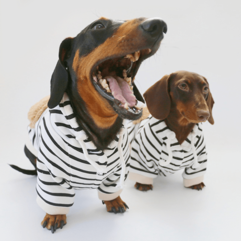 Dachshund Clothes Dog Hoodie Zebra Fleece Pocket with D - Ring - PIKAPIKA