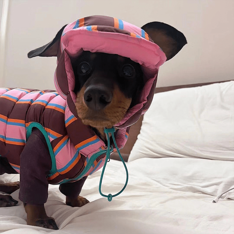 Dachshund Clothes Dog Jacket Padding Coat with Hat Rainbow Stripe - PIKAPIKA
