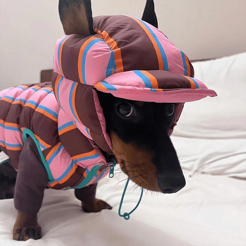 Dachshund Clothes Dog Jacket Padding Coat with Hat Rainbow Stripe - PIKAPIKA