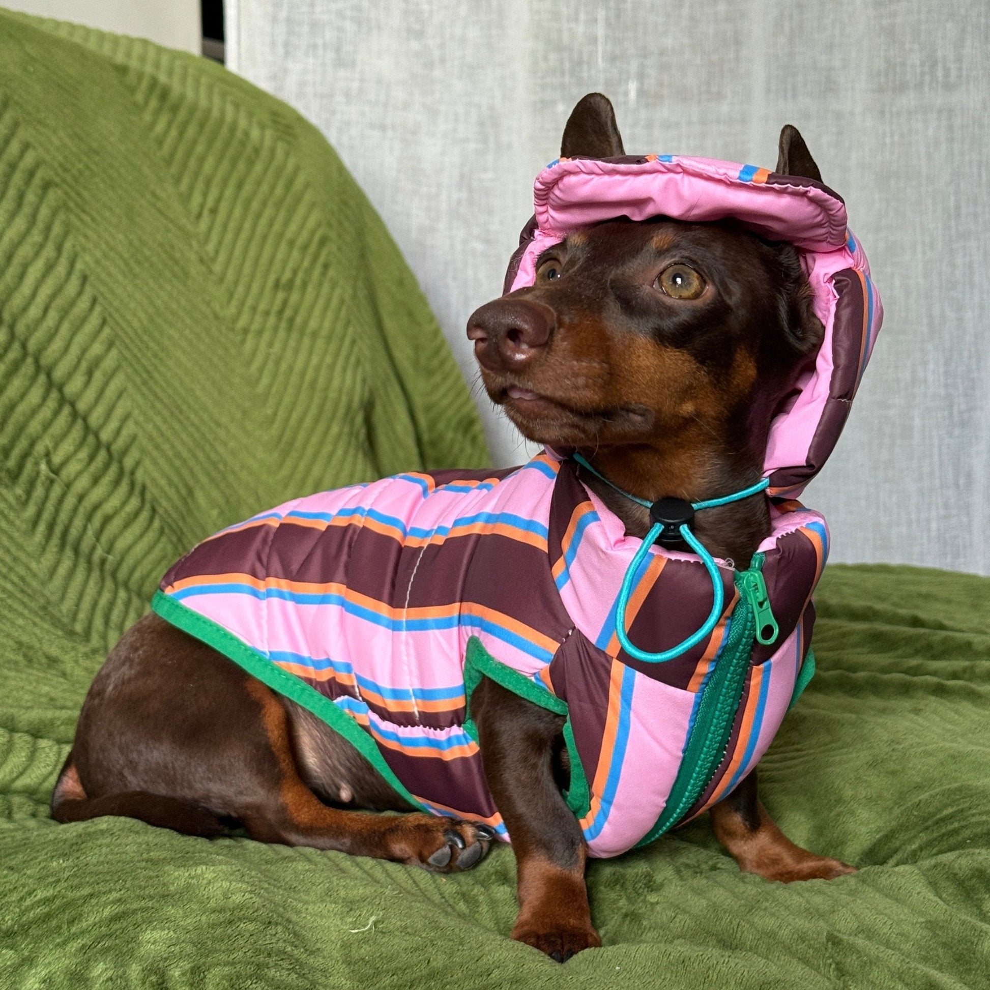Dachshund Clothes Dog Jacket Padding Coat with Hat Rainbow Stripe - PIKAPIKA