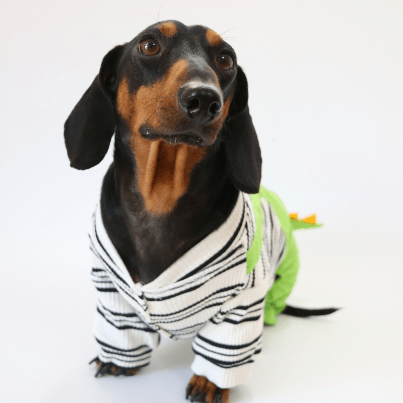 Dachshund Clothes Dog Onesies Dinosaur Suits 4Legs Cover - PIKAPIKA