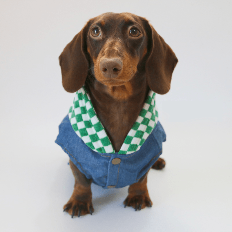 Dachshund Dog Clothes Denim Patchwork Checkered Hooded Button Sweatshirt Jacket - PIKAPIKA