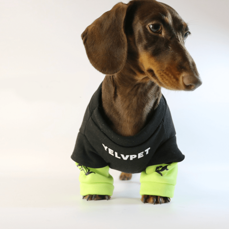 Dachshund Dog Clothes Hoodie Sweatshirt Shiny Green Sport - PIKAPIKA