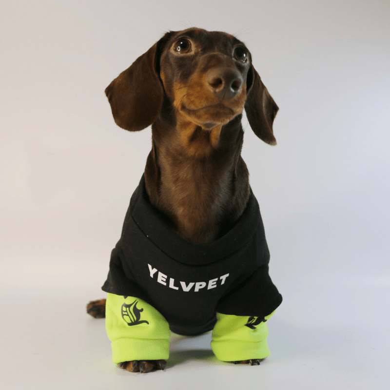 Dachshund Dog Clothes Hoodie Sweatshirt Shiny Green Sport - PIKAPIKA