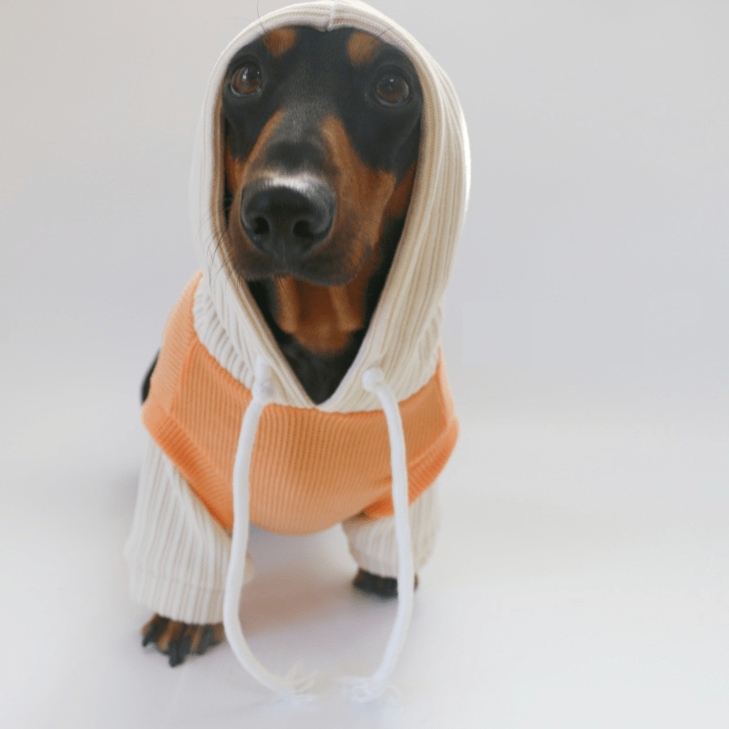Dachshund Dog Clothes Knit Hoodie Winter Orange - PIKAPIKA