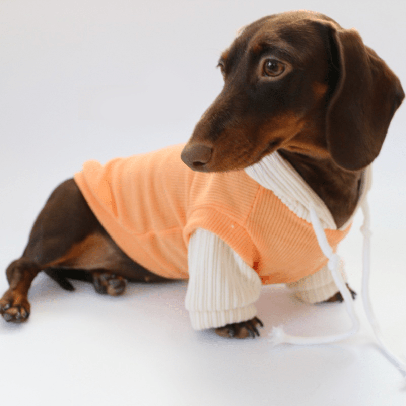 Dachshund Dog Clothes Knit Hoodie Winter Orange - PIKAPIKA