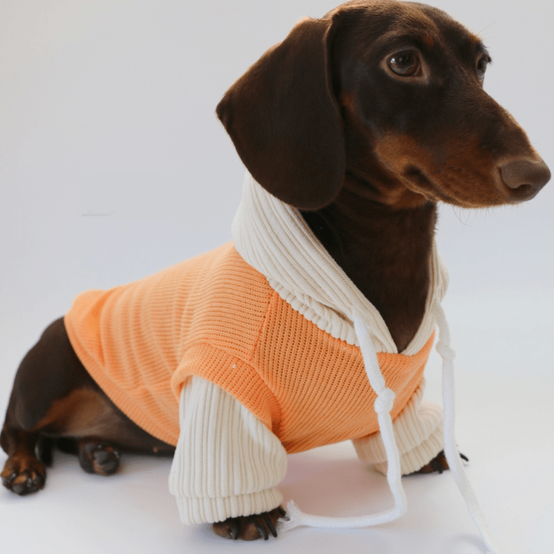 Dachshund Dog Clothes Knit Hoodie Winter Orange - PIKAPIKA