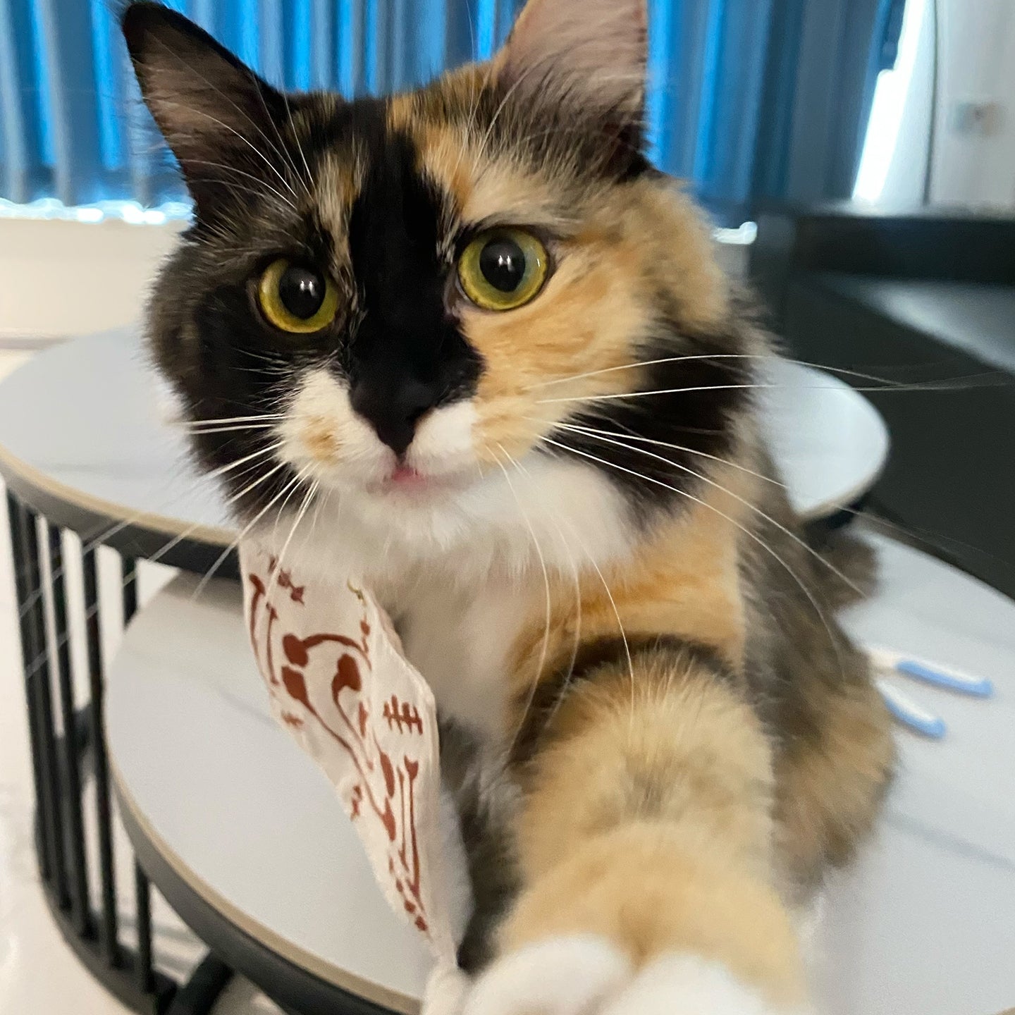 Demon Slayer Chachamaru Cosplay Collar Inspired Cat Necklace - PIKAPIKA