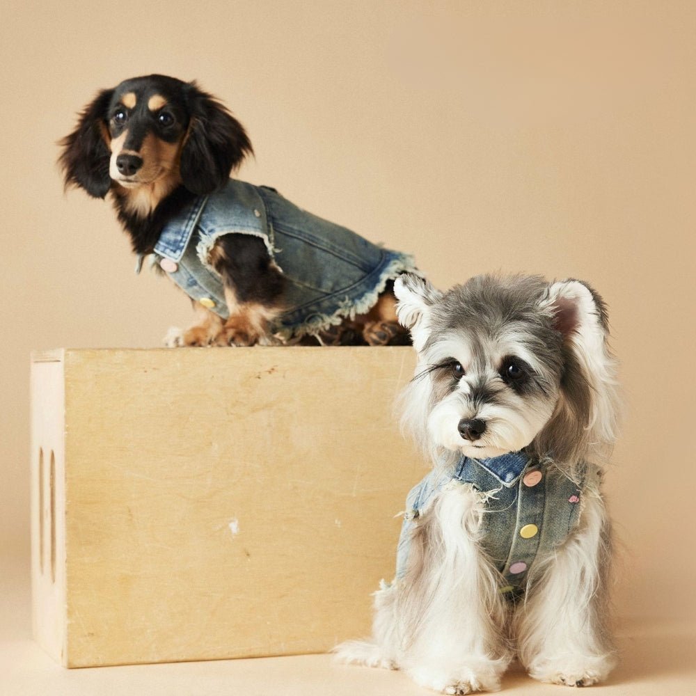 Denim Vest Jacket Dachshund Dog Clothes With D - ring - PIKAPIKA