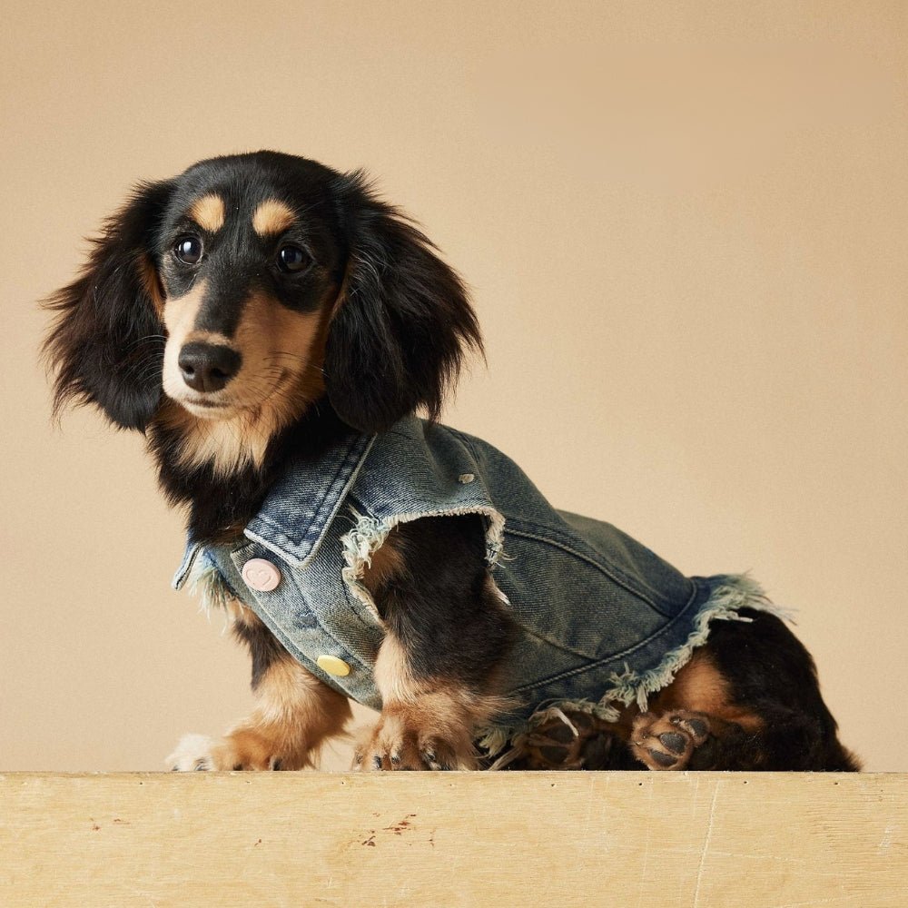 Denim Vest Jacket Dachshund Dog Clothes With D - ring - PIKAPIKA