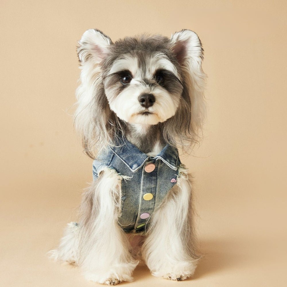 Denim Vest Jacket Dachshund Dog Clothes With D - ring - PIKAPIKA