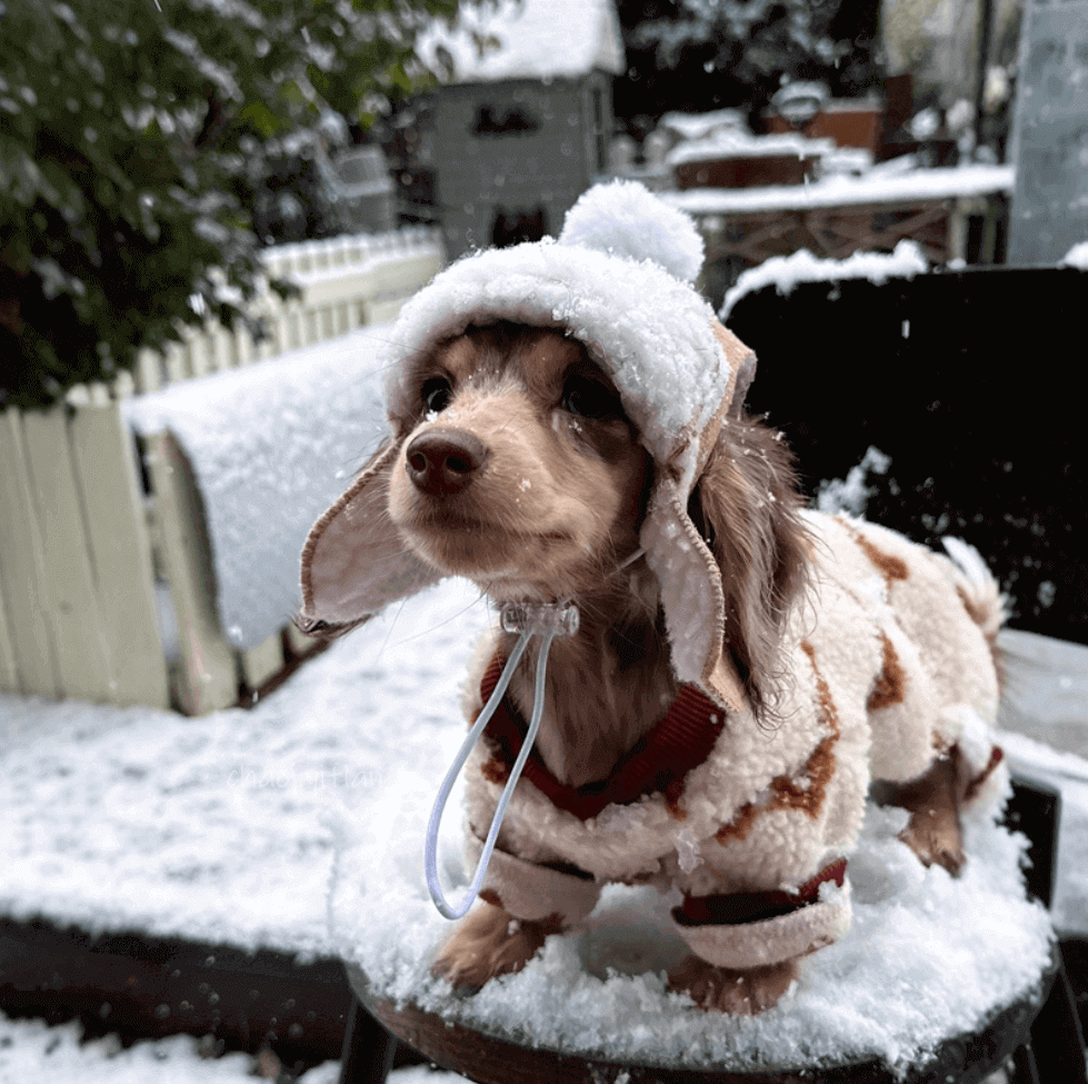 Dog Bodysuit Plush Lined Four Legs Winter Coat Green Size XS-2XL