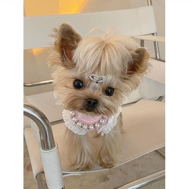 Dog & Cat Pearl Necklace - PIKAPIKA