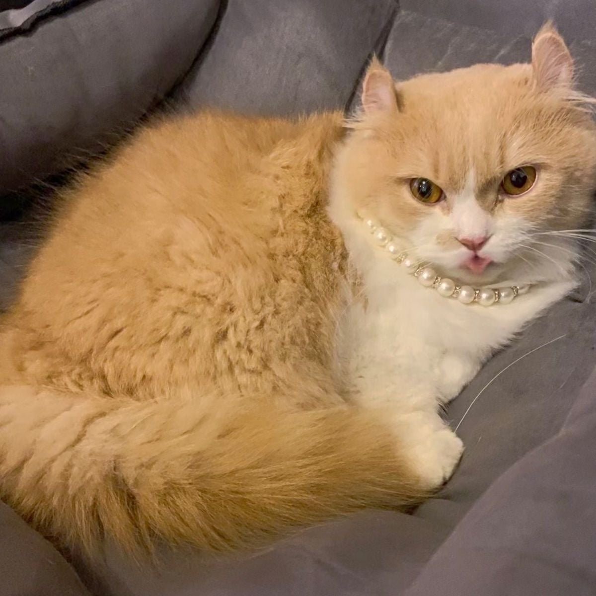 Dog & Cat Pearl Necklace - PIKAPIKA