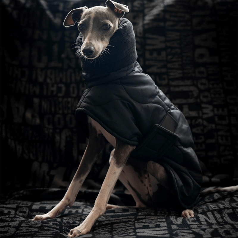 Dog Clothes Padded Coat with Belt Italian Greyhound Whippet - PIKAPIKA