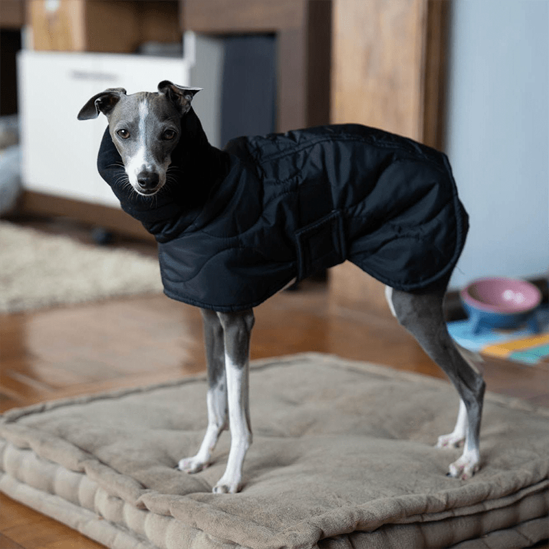 Dog Clothes Padded Coat with Belt Italian Greyhound Whippet - PIKAPIKA