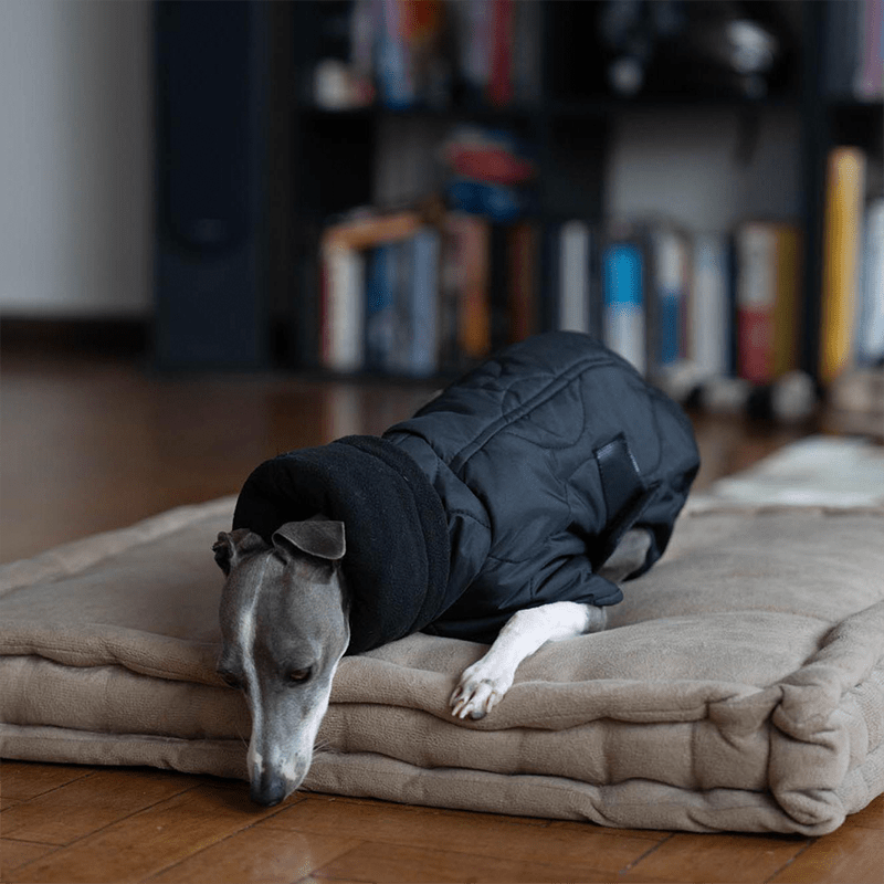 Dog Clothes Padded Coat with Belt Italian Greyhound Whippet - PIKAPIKA