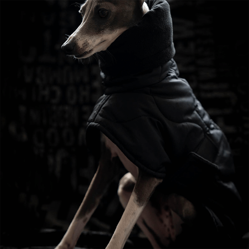 Dog Clothes Padded Coat with Belt Italian Greyhound Whippet - PIKAPIKA