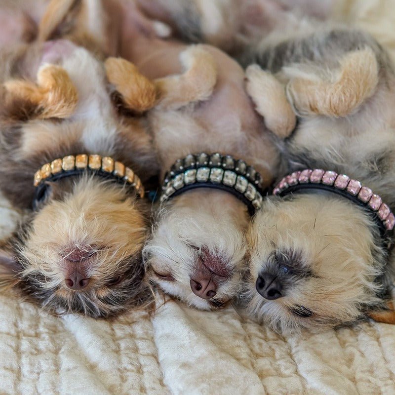 Dog Collar Rhinestone Necklace PU Leather Shiny Faux Diamond - PIKAPIKA