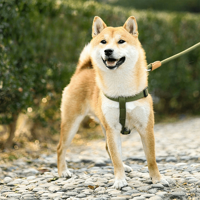 Dog Harness & Leash Set Vest - Style Breathable Mesh Reflective - PIKAPIKA