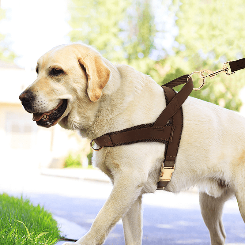 Dog Harness Vest Set Adjustable No - Choke with Leash - PIKAPIKA