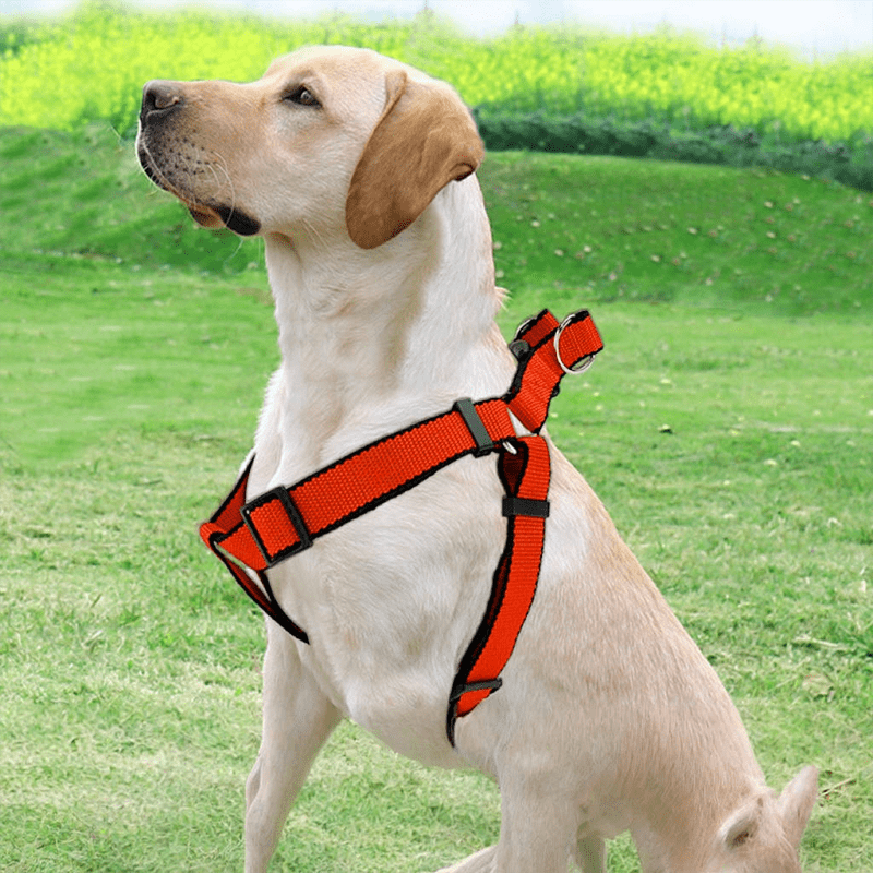 Dog Harness Vest - Style Collar for Walking - PIKAPIKA