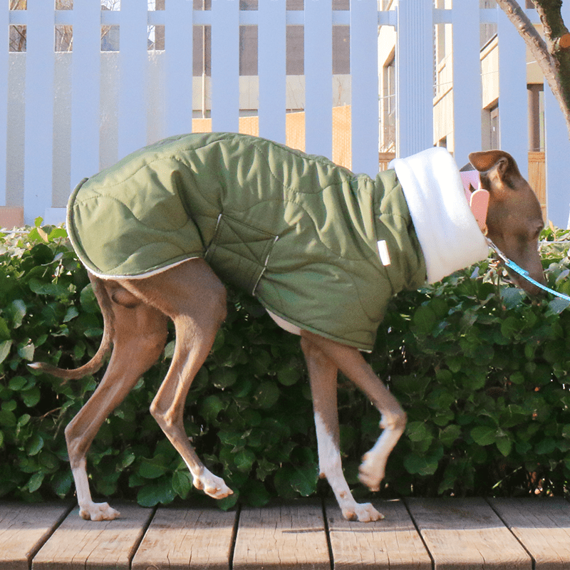 Dog Jacket Padded Coat Belly Protective for Italian Greyhound Whippet Clothes Green - PIKAPIKA