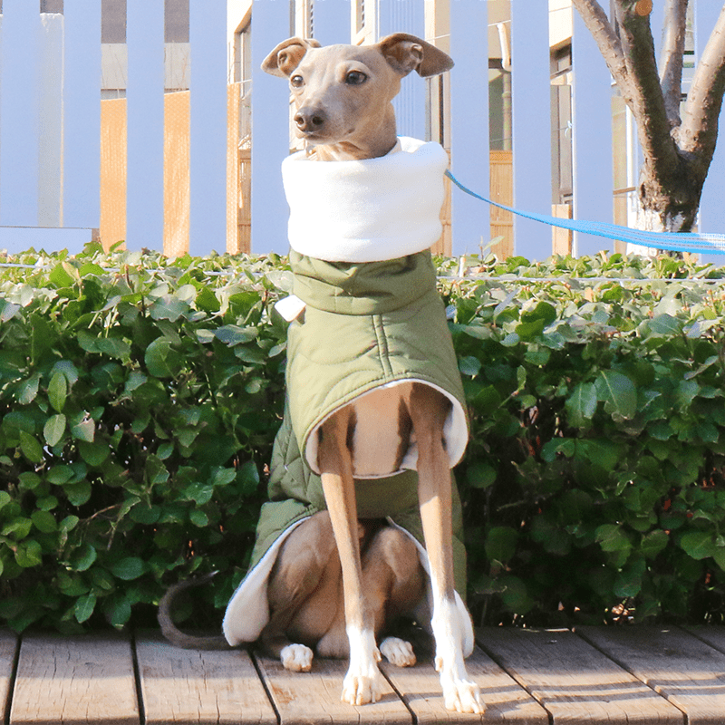 Dog Jacket Padded Coat Belly Protective for Italian Greyhound Whippet Clothes Green - PIKAPIKA