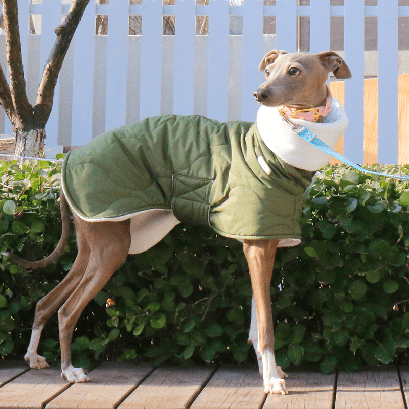 Dog Jacket Padded Coat Belly Protective for Italian Greyhound Whippet Clothes Green - PIKAPIKA