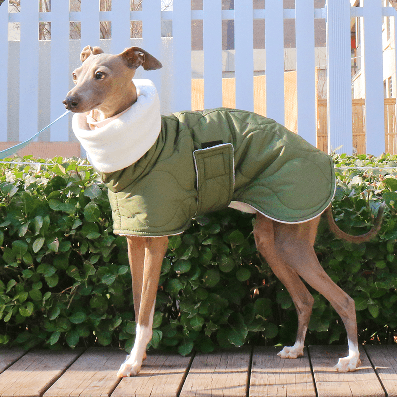 Dog Jacket Padded Coat Belly Protective for Italian Greyhound Whippet Clothes Green - PIKAPIKA