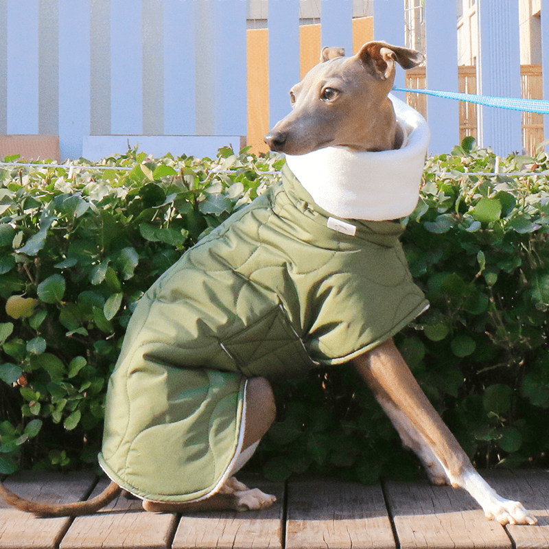 Dog Jacket Padded Coat Belly Protective for Italian Greyhound Whippet Clothes Green - PIKAPIKA