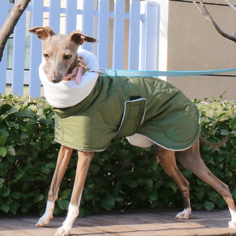 Dog Jacket Padded Coat Belly Protective for Italian Greyhound Whippet Clothes Green - PIKAPIKA