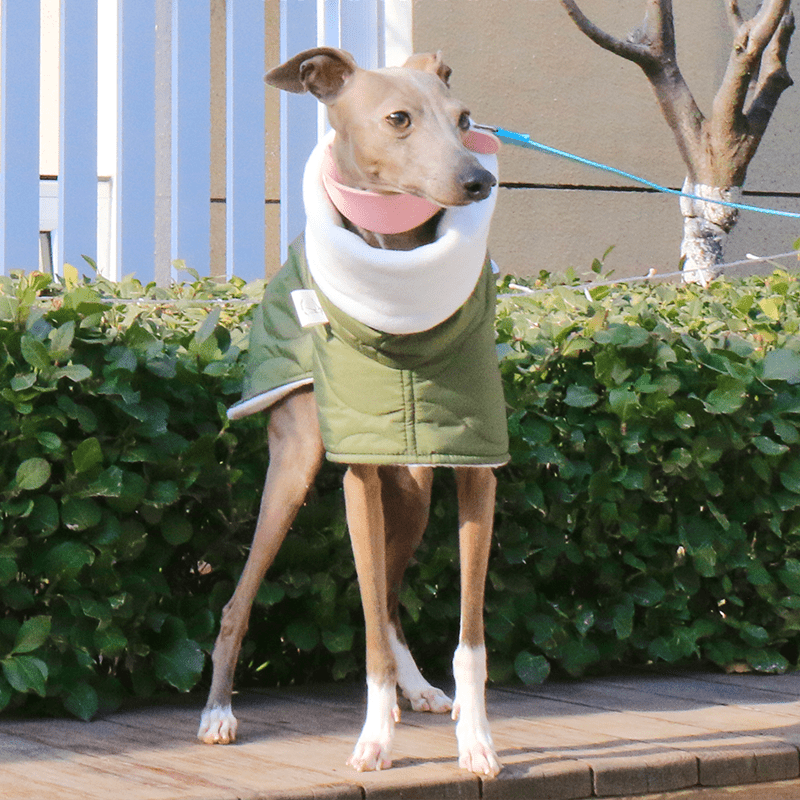 Dog Jacket Padded Coat Belly Protective for Italian Greyhound Whippet Clothes Green - PIKAPIKA