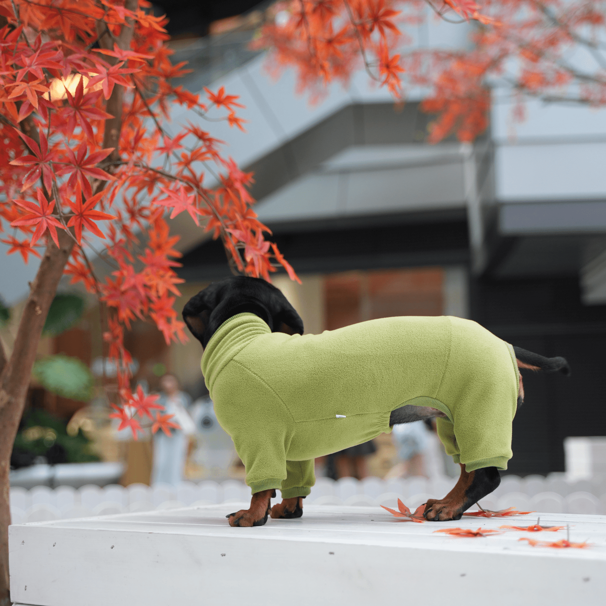 Dog Onesies Cotton Fleece Dachshund Clothes Green - PIKAPIKA