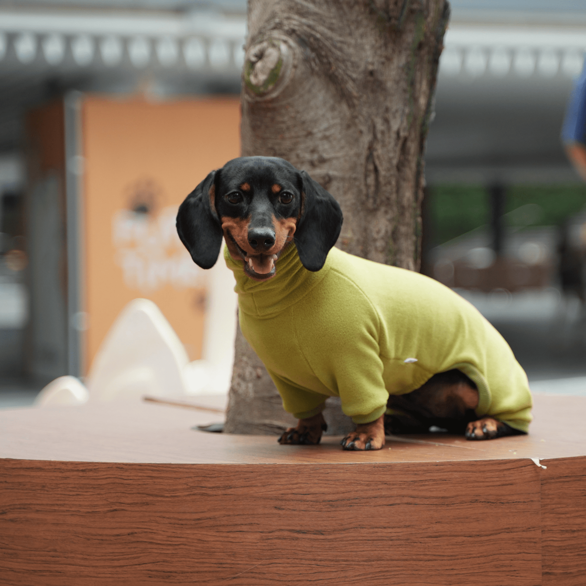Dog Onesies Cotton Fleece Dachshund Clothes Green - PIKAPIKA