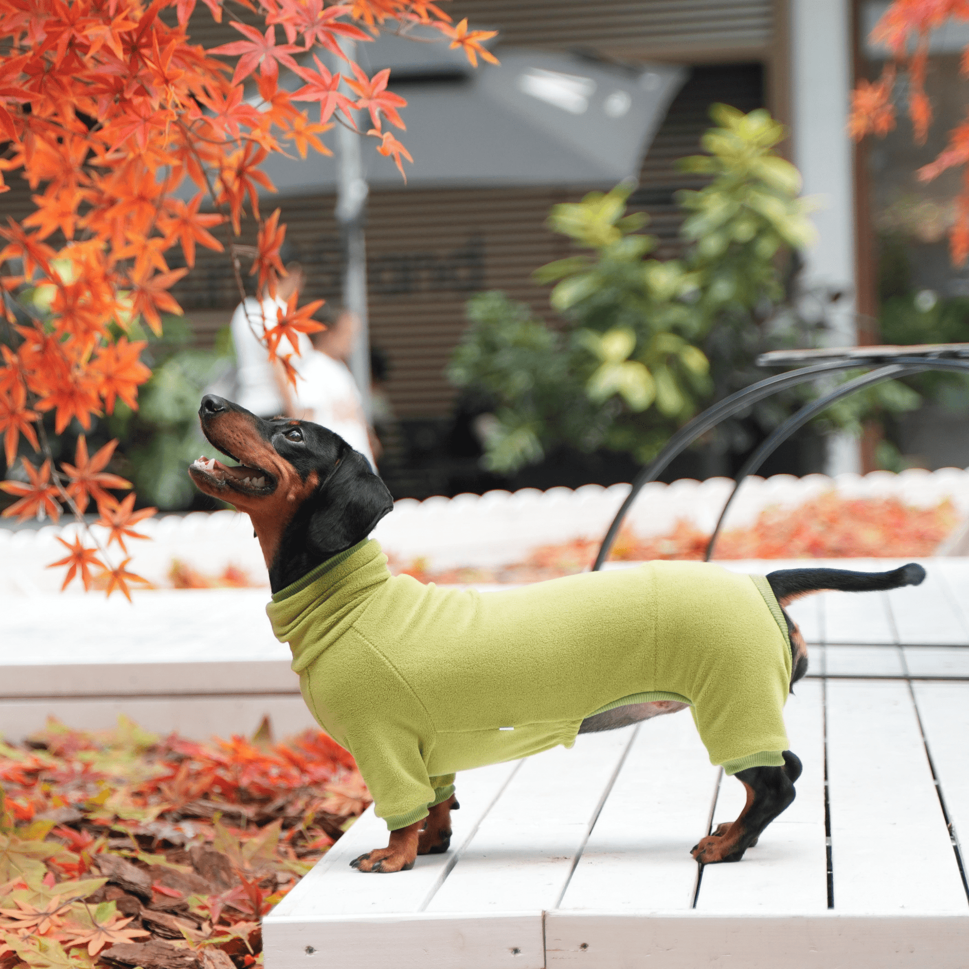 Dog Onesies Cotton Fleece Dachshund Clothes Green - PIKAPIKA