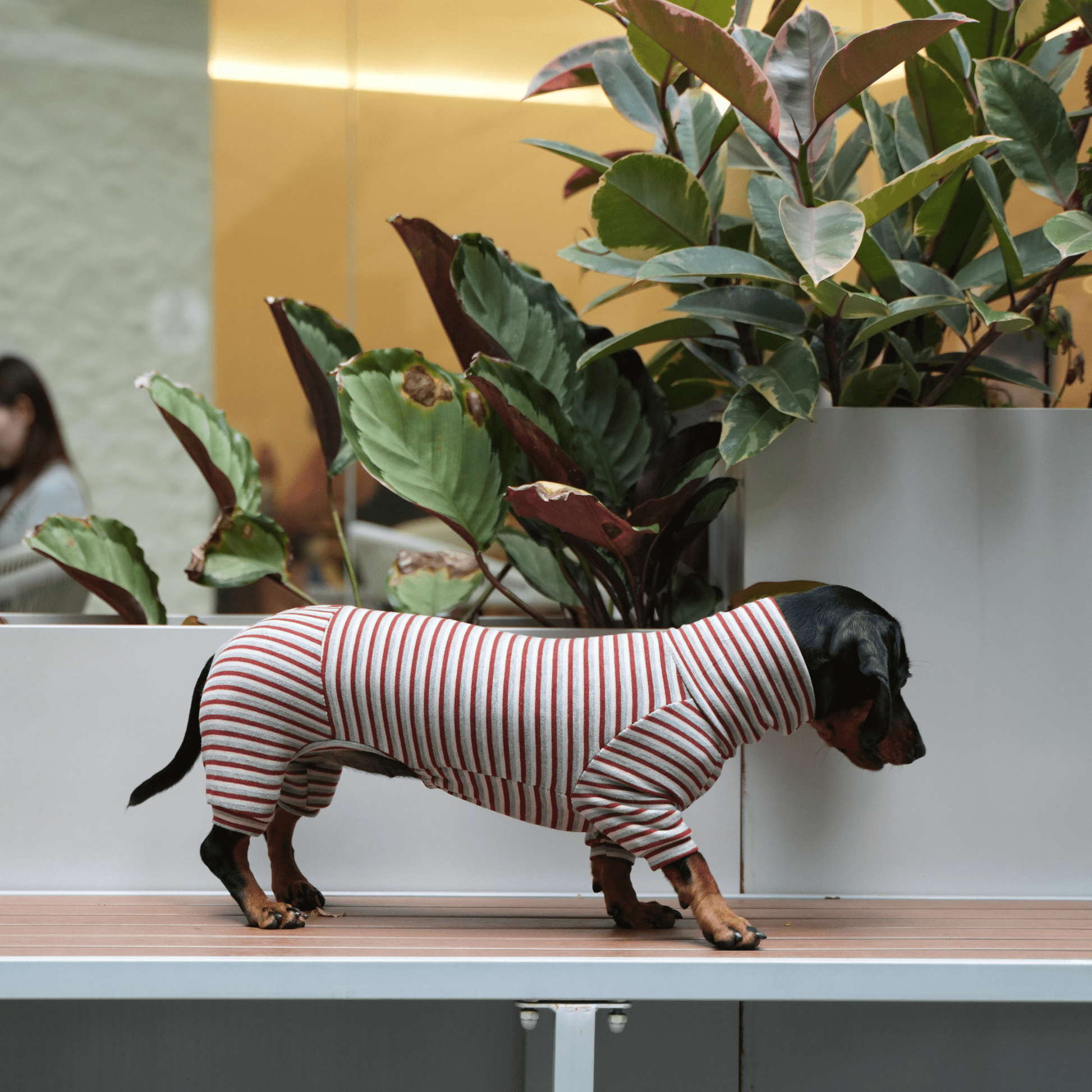 Dog Onesies Stripe Spandex Dachshund Clothes - PIKAPIKA