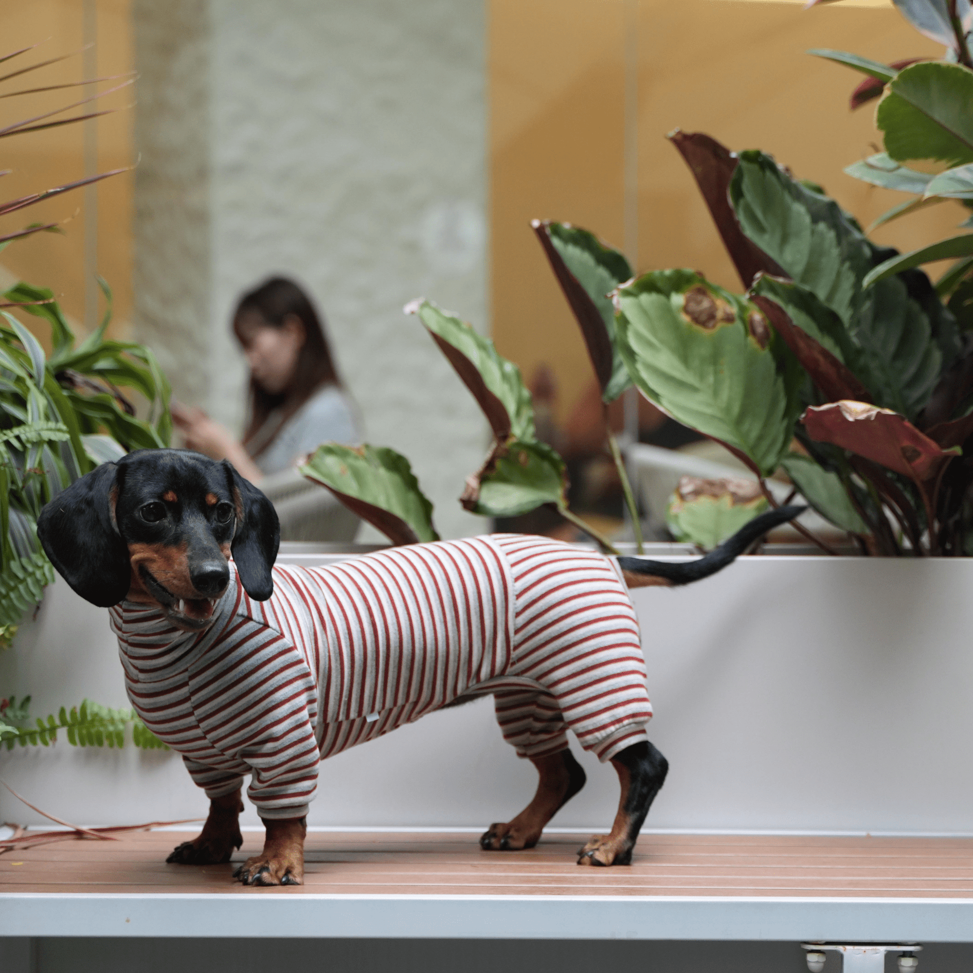 Dog Onesies Stripe Spandex Dachshund Clothes - PIKAPIKA