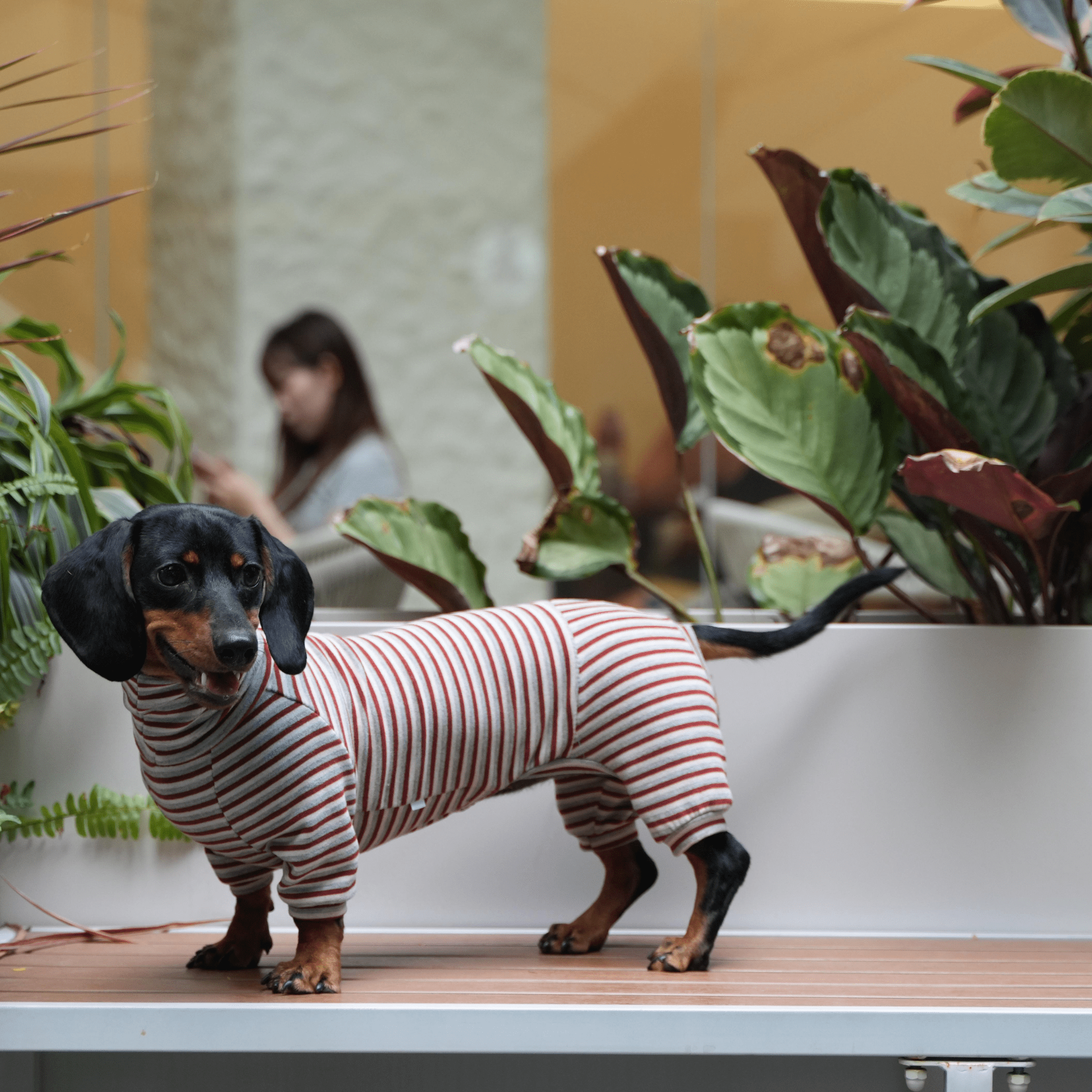 Dog Onesies Stripe Spandex Dachshund Clothes - PIKAPIKA