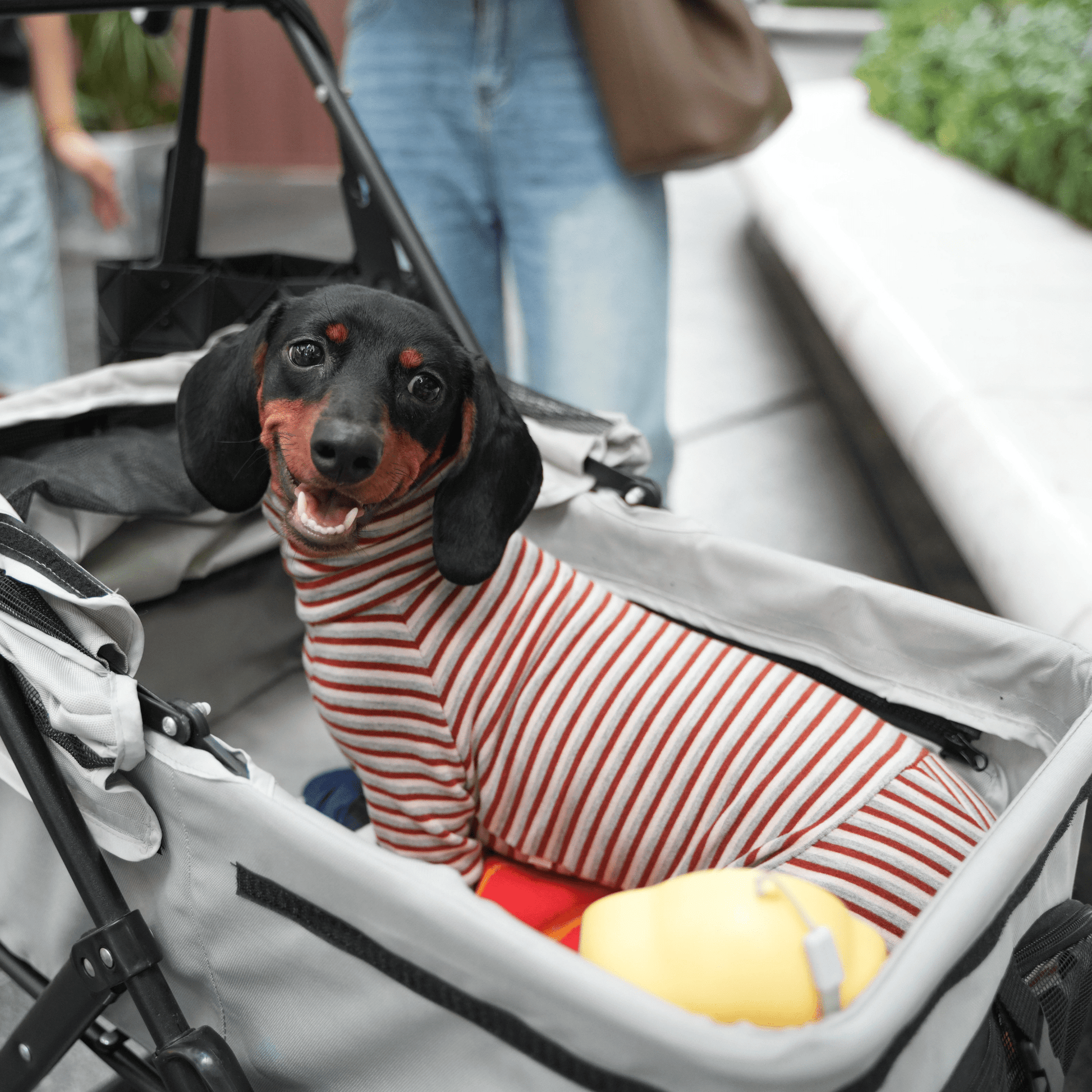 Dog Onesies Stripe Spandex Dachshund Clothes - PIKAPIKA