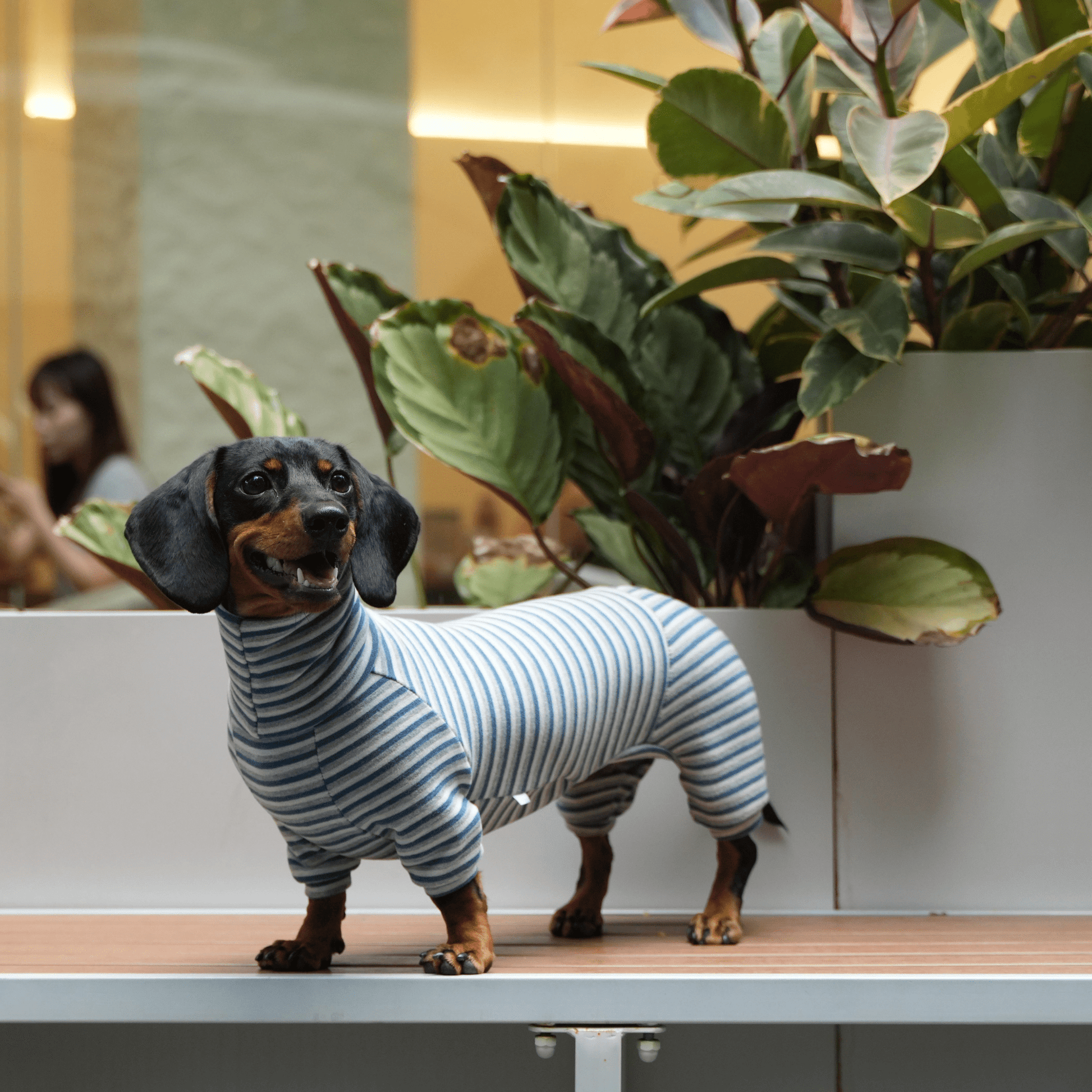 Dog Onesies Stripe Spandex Dachshund Clothes - PIKAPIKA