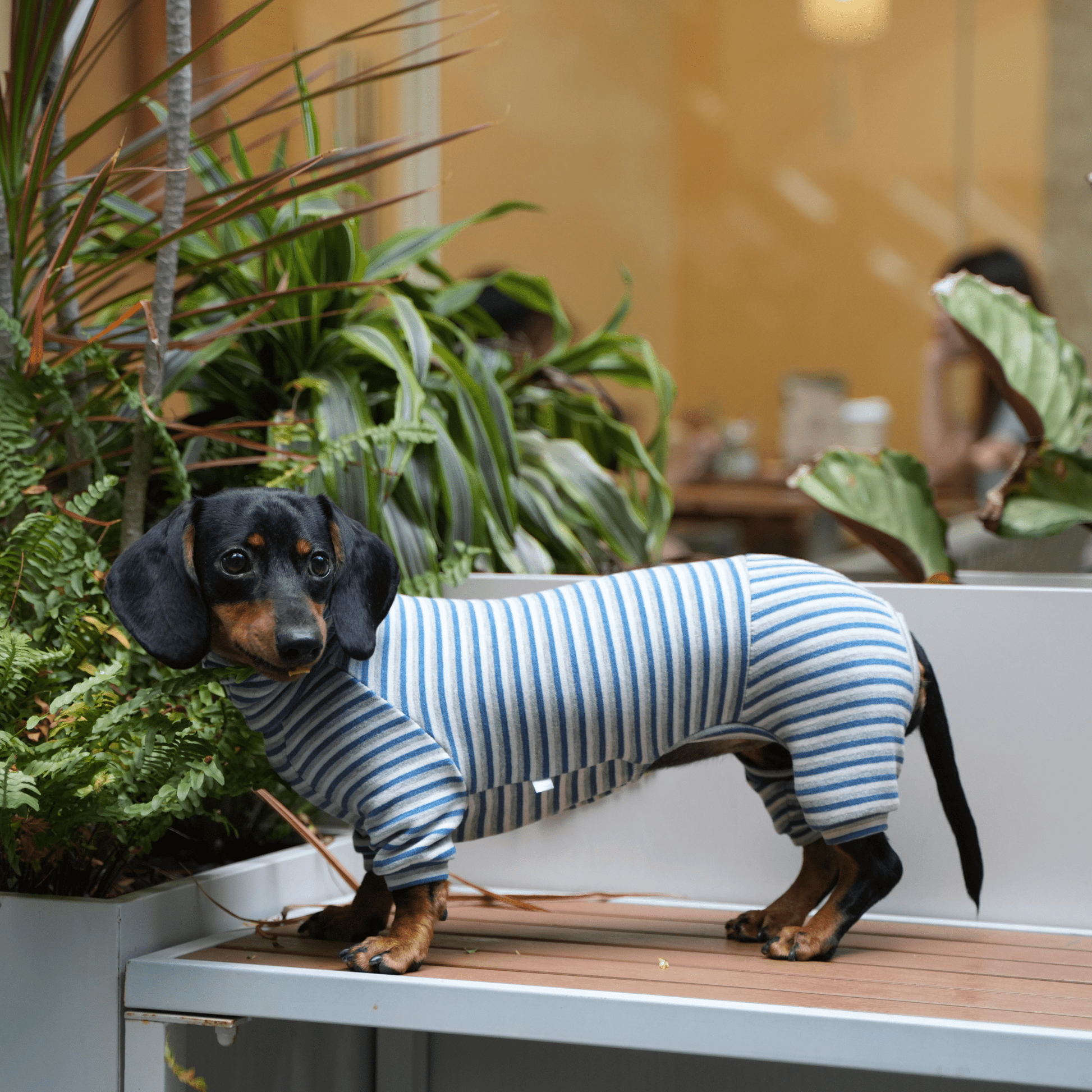 Dog Onesies Stripe Spandex Dachshund Clothes - PIKAPIKA