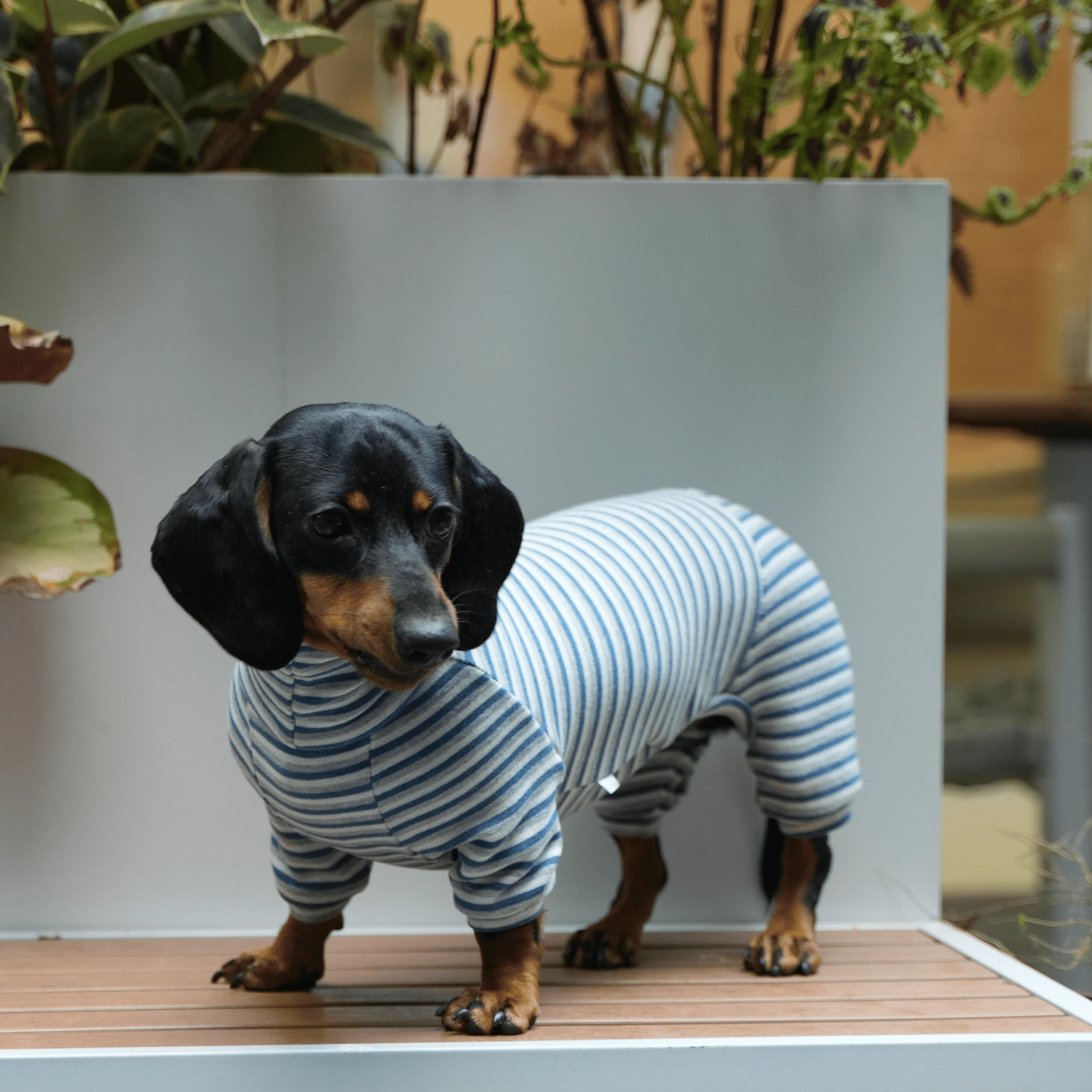 Dog Onesies Stripe Spandex Dachshund Clothes - PIKAPIKA